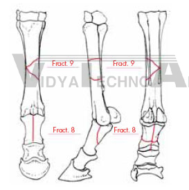 Equine Forelimb, fractured, hoof, foam coat